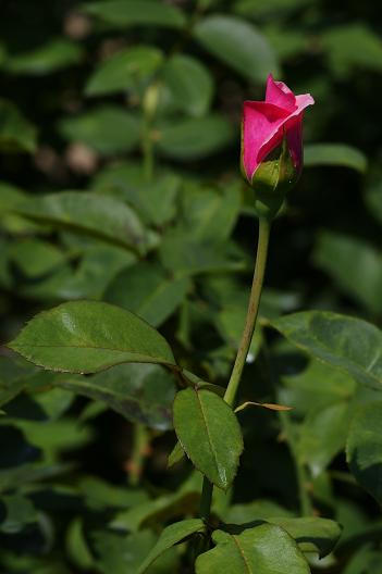 rose1.JPG